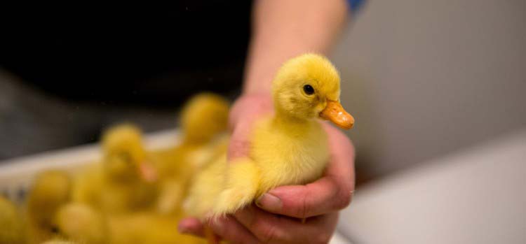 The Farm Comes To The City For Summer Celebration