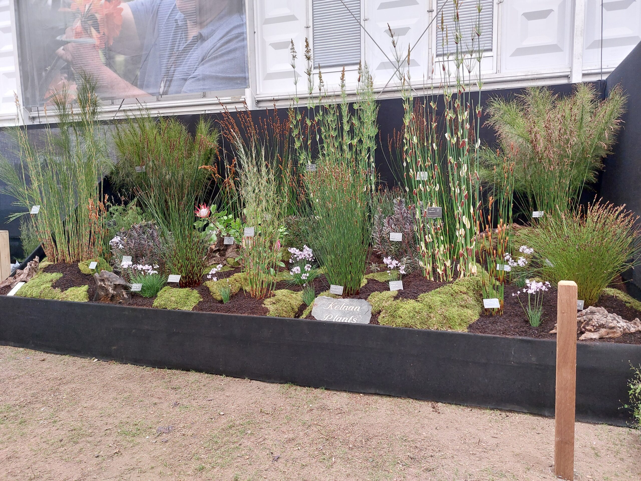 Kelnan Plants Wins 14th Consecutive Gold at Chelsea Flower Show